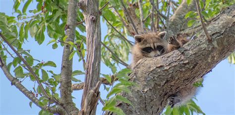 what can raccoons climb